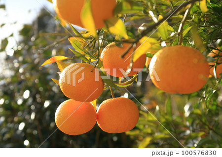 いきいきとした表情の柑橘果物 いきいきとした表情の柑橘果物 100576830