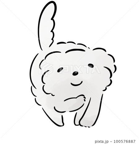 ほほ笑むマルチーズ 100576887