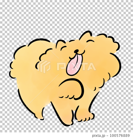 博美犬伸出它的舌頭 博美犬伸出它的舌頭 100576889