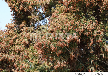 スギ花粉 スギ花粉 100576978