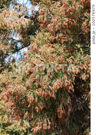 スギ花粉 100576979