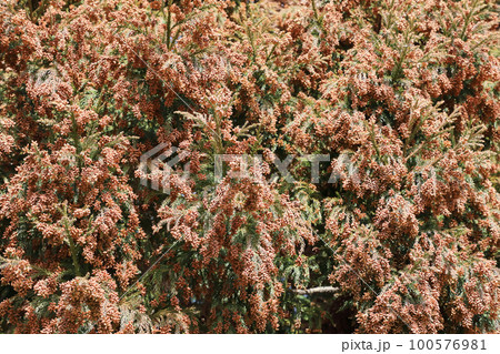 スギ花粉 スギ花粉 100576981