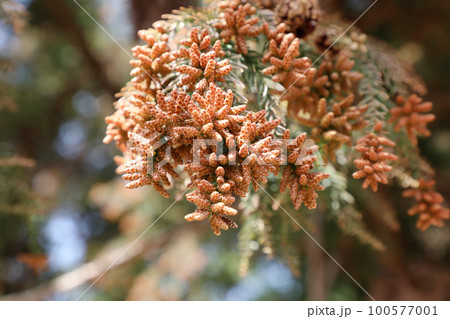 スギ花粉 スギ花粉 100577001