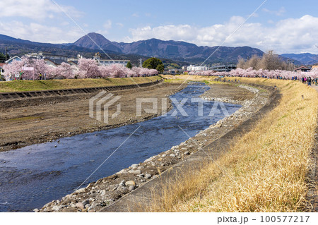 春めき桜「春木径・幸せ道桜まつり」　神奈川県南足柄市 100577217