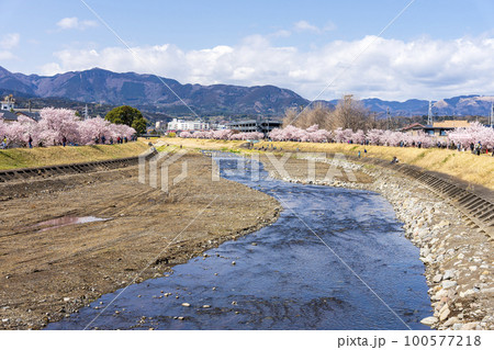 春めき桜「春木径・幸せ道桜まつり」　神奈川県南足柄市 100577218