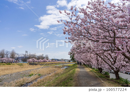 春めき桜「春木径・幸せ道桜まつり」　神奈川県南足柄市 100577224