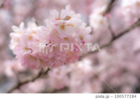 神奈川県南足柄市の固有種「春めき桜」のアップ写真 100577284