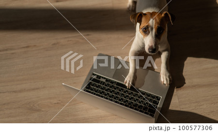 Jack Russell Terrier dog sitting at a laptop on a wooden floor.  100577306