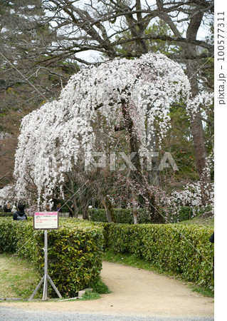 京都 御所の枝垂れ桜 京都 御所の枝垂れ桜 100577311