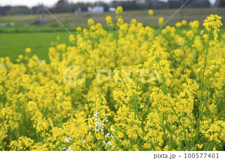春の小川に菜の花 春の小川に菜の花 100577401
