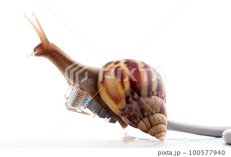 Snail with rj45 connector symbolic photo for slow internet connection. broadband connection is not available everywhere. Snail with rj45 connector symbolic photo for slow internet connection. broadband connection is not available everywhere. 100577940