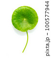 Close up centella asiatica leaves with rain drop isolated on white background top view. 100577944