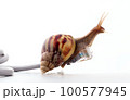Snail with rj45 connector symbolic photo for slow internet connection. broadband connection is not available everywhere. 100577945