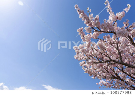 桜と青空 桜と青空 100577998