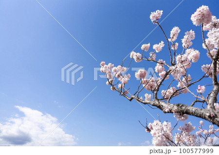桜と青空 100577999