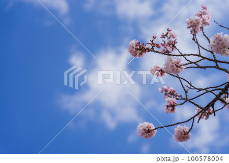 桜と青空 100578004