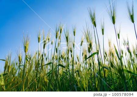 【初夏素材】初夏の青麦畑【長野県】 100578094