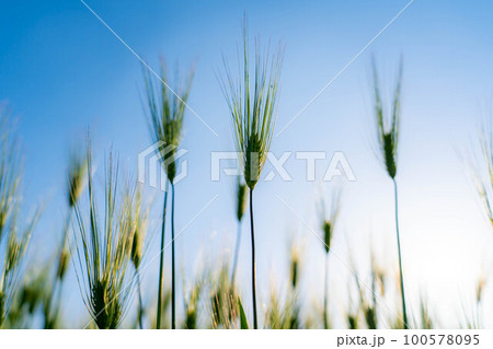 【初夏素材】初夏の青麦畑【長野県】 100578095