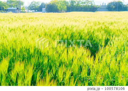 【初夏素材】初夏の青麦畑【長野県】 100578106
