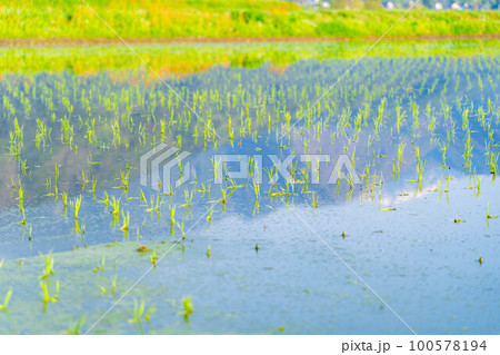 【初夏素材】田植えされた稲【長野県】 100578194