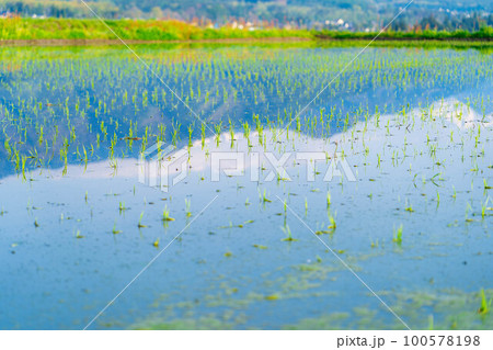 【初夏素材】田植えされた稲【長野県】 【初夏素材】田植えされた稲【長野県】 100578198