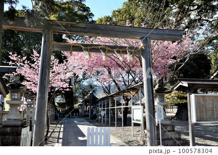 尾鷲神社と河津さくら 【三重県尾鷲市】 尾鷲神社と河津さくら 【三重県尾鷲市】 100578304