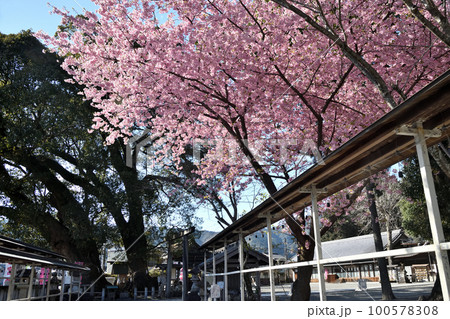 尾鷲神社と河津さくら 【三重県尾鷲市】 尾鷲神社と河津さくら 【三重県尾鷲市】 100578308