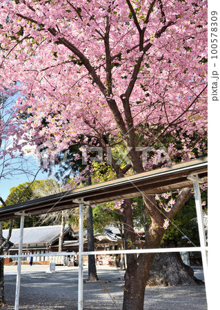 尾鷲神社と河津さくら 【三重県尾鷲市】 尾鷲神社と河津さくら 【三重県尾鷲市】 100578309