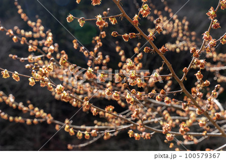 フサザクラ 100579367