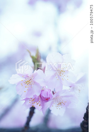 河津桜3071 河津桜3071 100579475