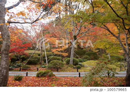 松島円通院の紅葉 松島円通院の紅葉 100579665