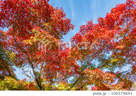 【京都の景観】嵐山渡月橋の秋 100579691