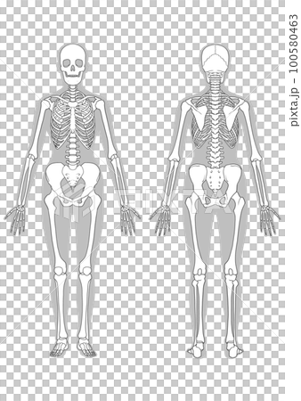 圖式（女性全身骨骼） 100580463
