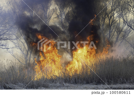 燃え上がる炎と煙　アシの群生地の野焼き　 100580611
