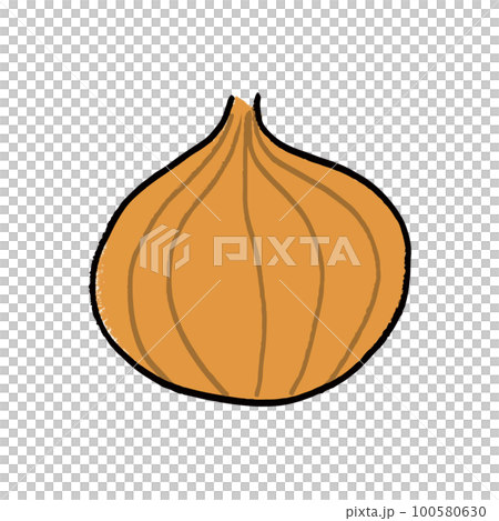 洋蔥的插圖素材 100580630