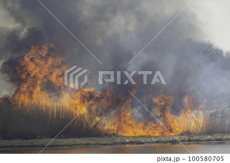 燃え上がる炎と煙　アシの群生地の野焼き　 100580705