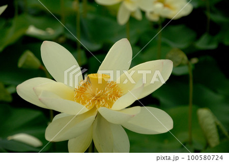 田園でみたハスの花 田園でみたハスの花 100580724