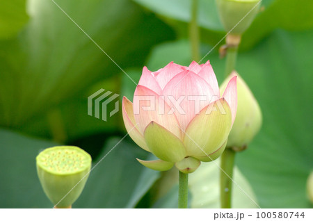 田園でみたハスの花 田園でみたハスの花 100580744