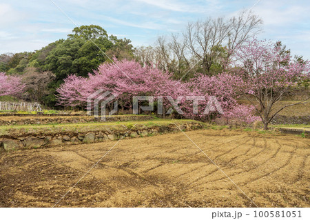 大雄町花咲く里山桜まつり 100581051