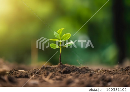 Young green plant growing at sunlight in the garden. World Earth Day banner. Save world concept Young green plant growing at sunlight in the garden. World Earth Day banner. Save world concept 100581102