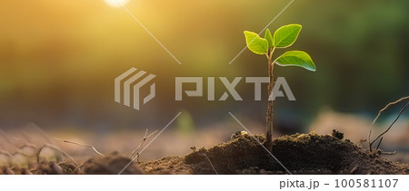 Young green plant growing at sunlight in the garden. World Earth Day banner. Save world concept 100581107