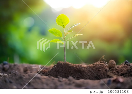 Young green plant growing at sunlight in the garden. World Earth Day banner. Save world concept Young green plant growing at sunlight in the garden. World Earth Day banner. Save world concept 100581108