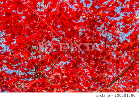 【京都の景観】嵐山周辺の紅葉 【京都の景観】嵐山周辺の紅葉 100581596
