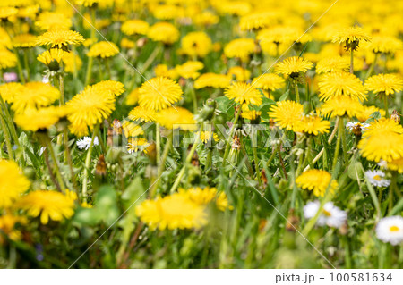 The entire frame filled with spring yellow dandelion flowers. 100581634