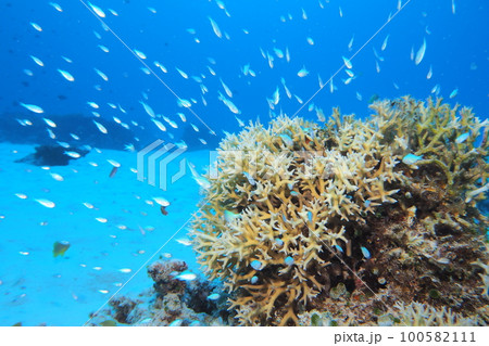 サンゴ礁 沖縄の海 水中写真 サンゴ礁 沖縄の海 水中写真 100582111
