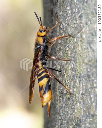 エノキに産卵しているヒラアシキバチ 100582189