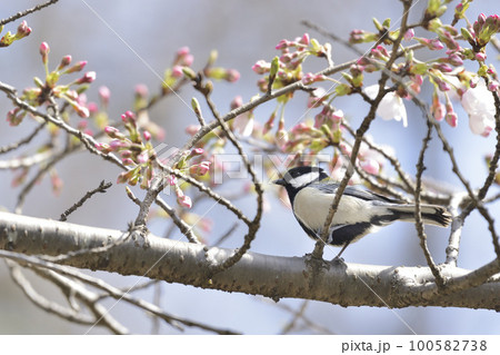 桜の蕾とシジュウカラ 100582738