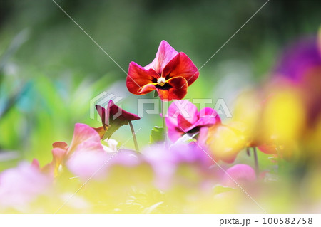 カラフルで美しいビオラの花 カラフルで美しいビオラの花 100582758