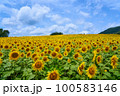 蒜山高原　ひまわり 100583146