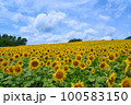 蒜山高原　ひまわり 100583150